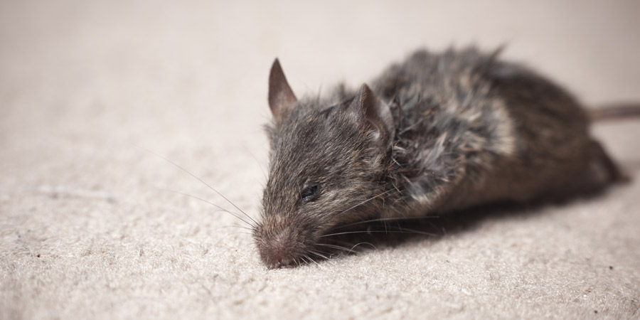 Plaga de ratones