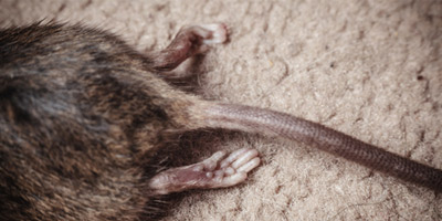 Plaga de ratas y ratones