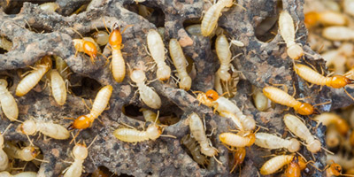 control de plagas en Navarra - plagas de termitas