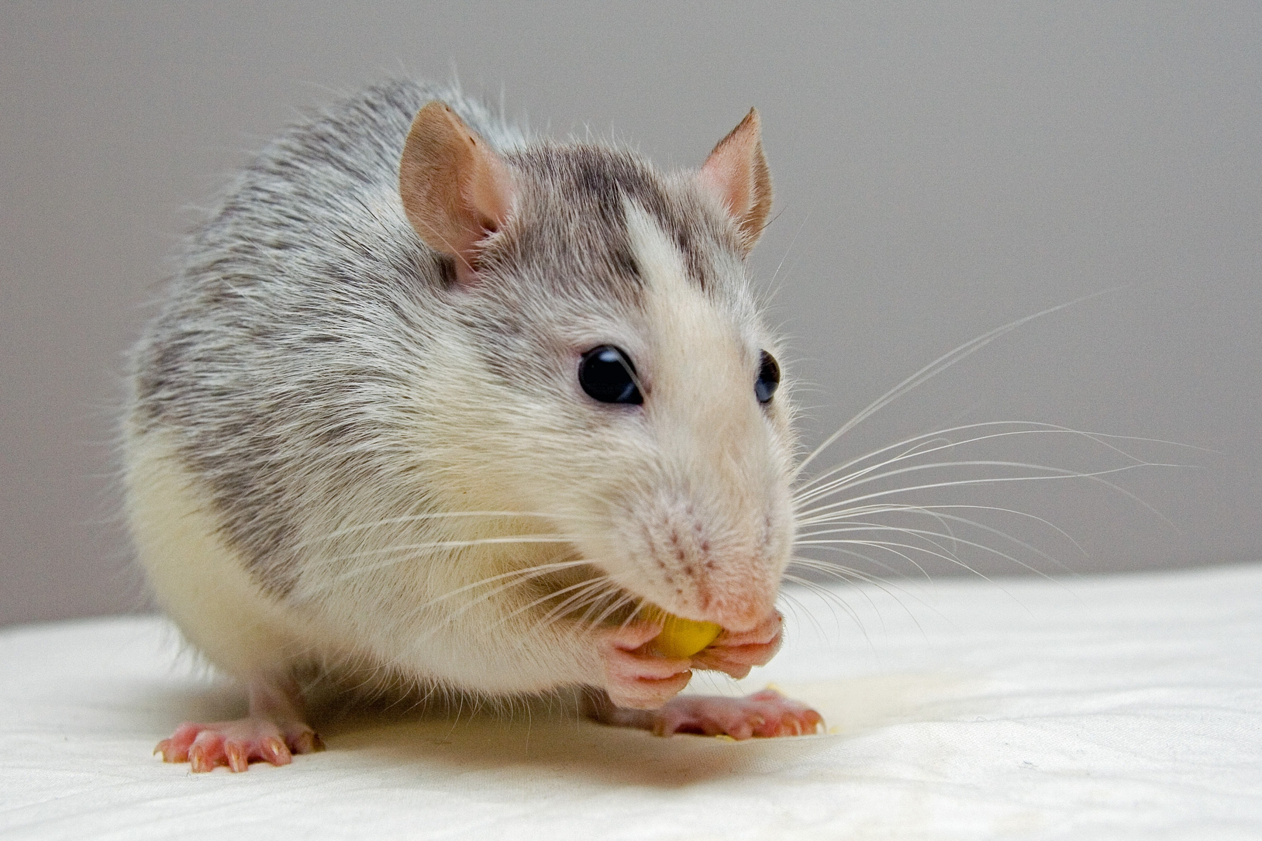 Plagas de roedores: diferencias entre ratas y ratones