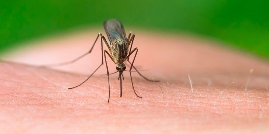 Control de plagas de insectos voladores en Gipuzkoa y Navarra - Irabia Plagas