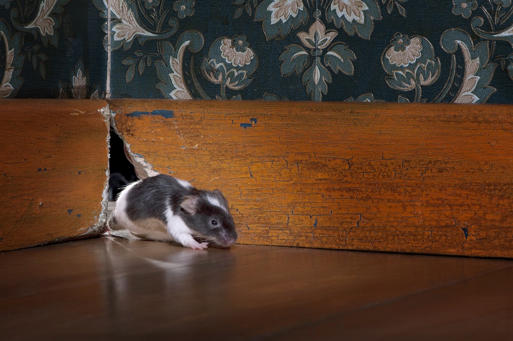 ¿Cómo saber si tienes ratones en casa?